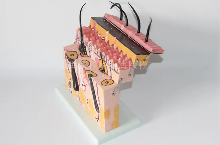 

PVC human skin structure anatomical Stratified model free shipping
