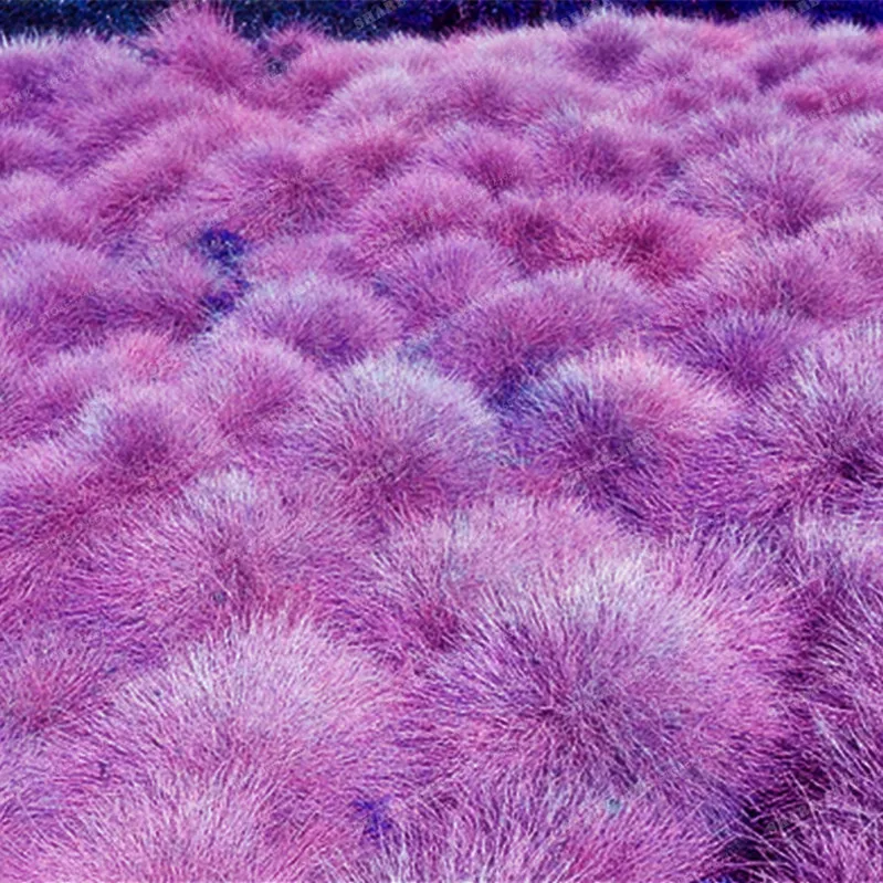 100 шт 4 цвета Фескью трава бонсай (Festuca glauca) многолетняя выносливая декоративная