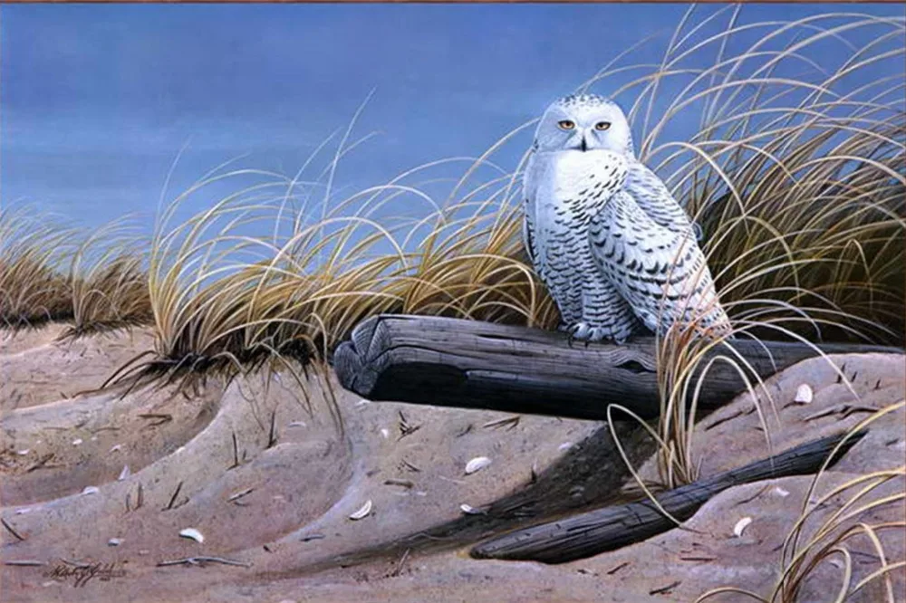 

Modern Home Sitting Room Decor Science Fiction Art Wall Decoration Animal owl Oil Painting Picture Printed On Canvas No Frame
