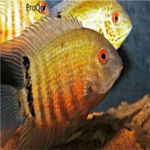 Ngryise 50 Шт Набор Aplocheilichthys Normani - Цвет: Cichlasoma severum