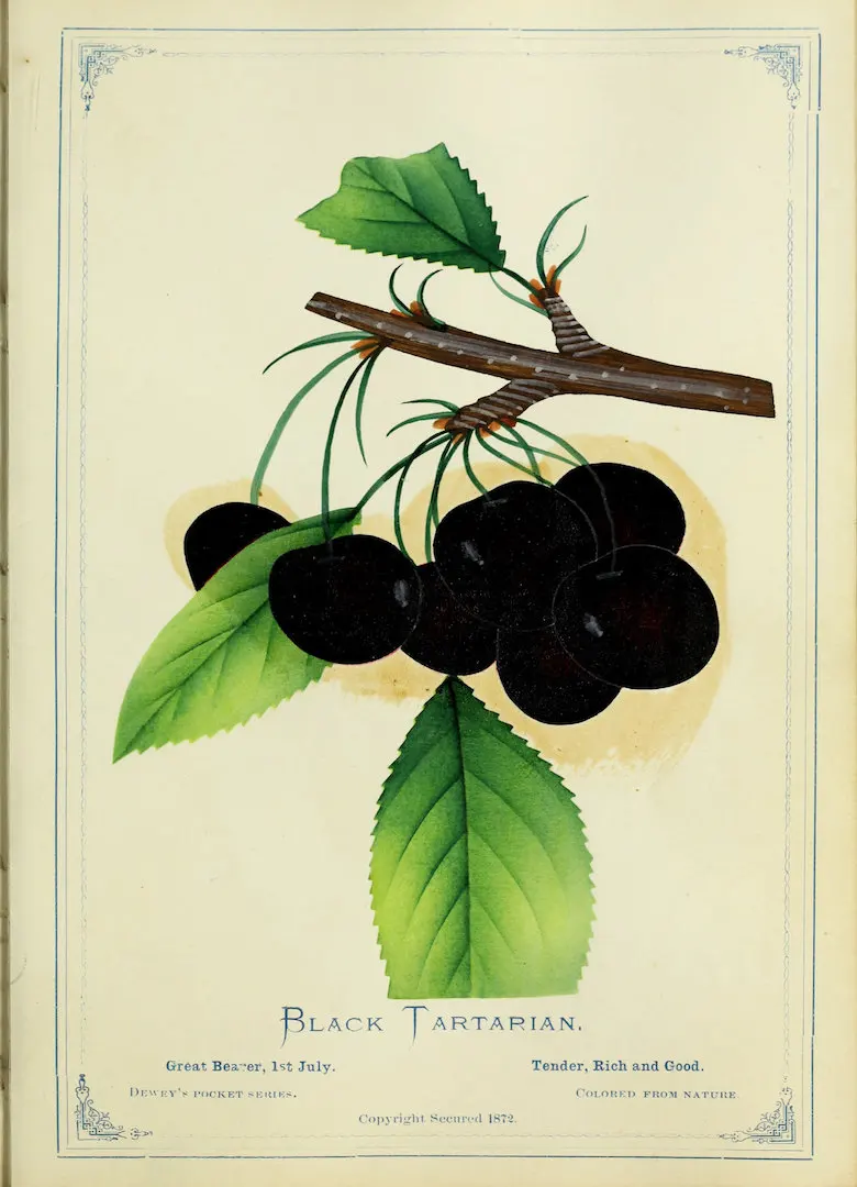 Винтажные Постеры энциклопедии для фруктов и вишенок классические картины на