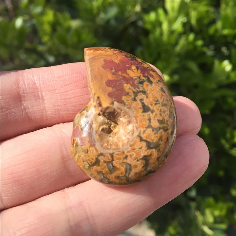 1pcs Natural Ammonite Fossil Specimen Ammolite Ocean Animal Snail Conch Madagascar Original Mineral | Дом и сад
