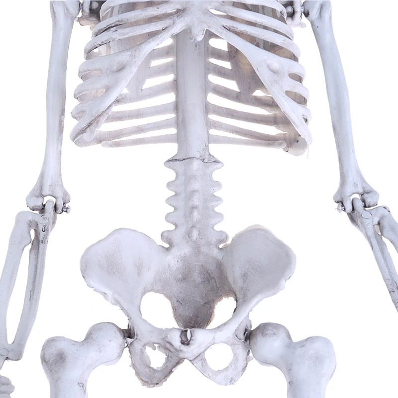 Человеческий Средний череп полная анатомическая модель для Хэллоуина