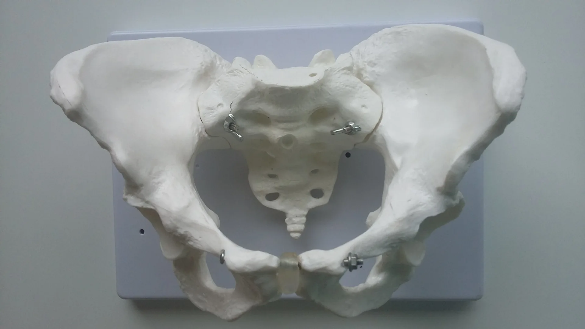 Жизнь Размеры женский тазом модель скелета человека Pelvis и анатомические