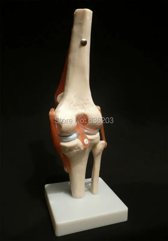 Анатомический Скелет человека Размер жизни коленный шарнир анатомическая