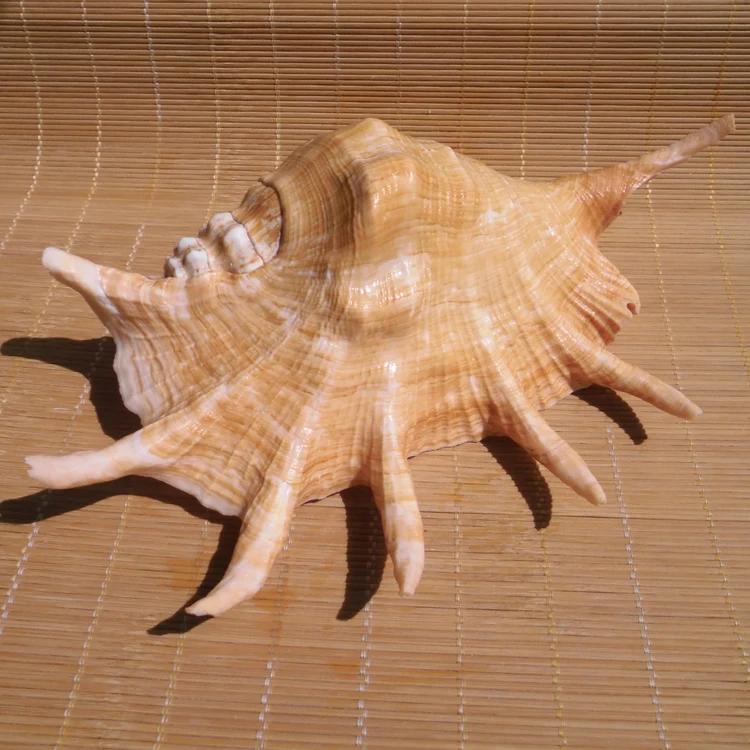 Морские ракушки натуральное ремесло большой паук для украшения аквариума