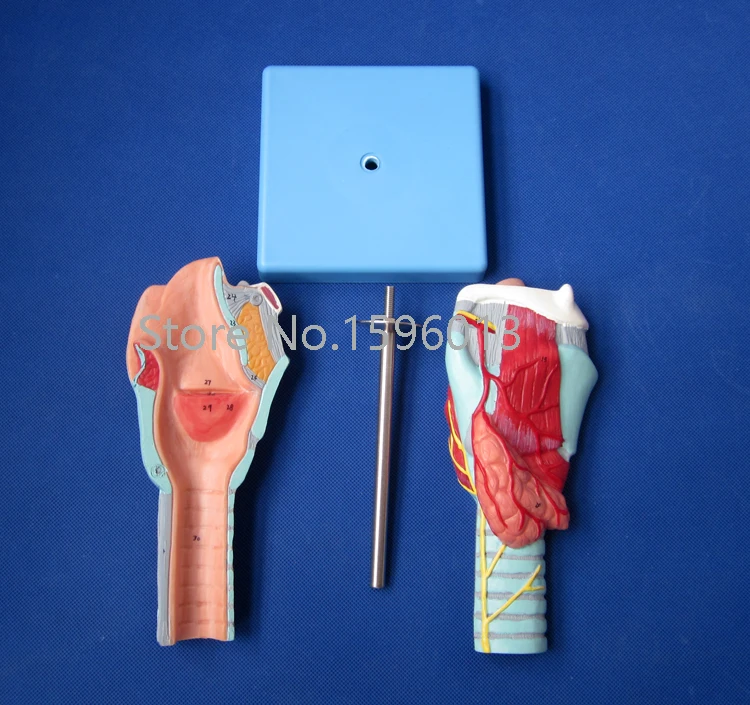 Модель человеческого ларинкса усовершенствованная модель анатомического