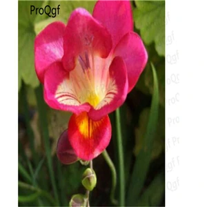Ngryise 20 шт набор Freesia hybrida