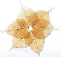 50pcs 4 8cm dried natural gold peepul bo tree large tree leaf leaves skeleton wedding party home mural bookmark jewelry craft