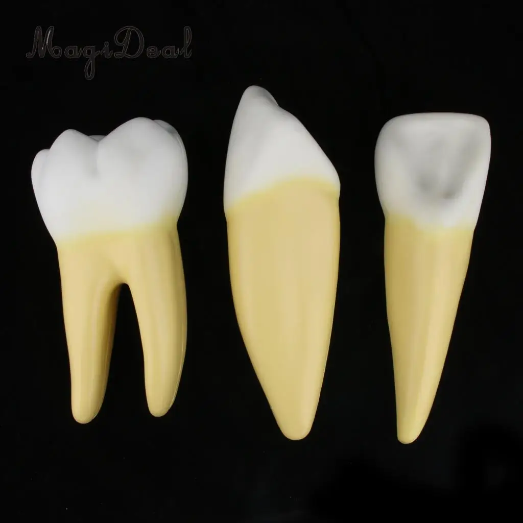 12X увеличенный человеческий зуб/зубы анатомическая модель Анатомия медицинский