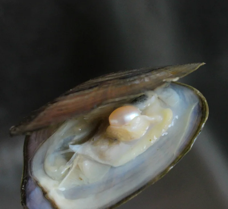 Вакуумная упаковка из пресноводного жемчуга Oyster Wish жемчужная Мидия с жемчугом