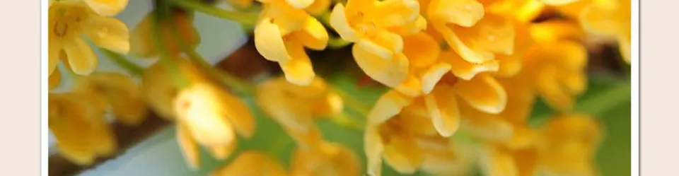 2 шт розовая эссенция+ Osmanthus маска для сна уход за лицом; отбеливание Темный точечный очиститель лица маска против морщин против старения уход за кожей