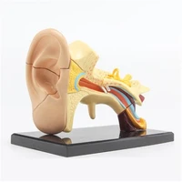 3d mini human ear anatolly model 14 pcs assembled human anatomy model gift for children