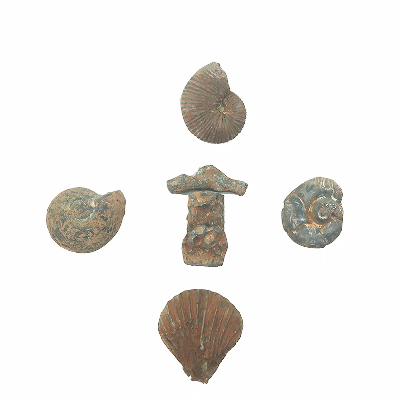 Скелетон Fossil высокое качество набор &quotраскопки&quot игрушка предназначена для