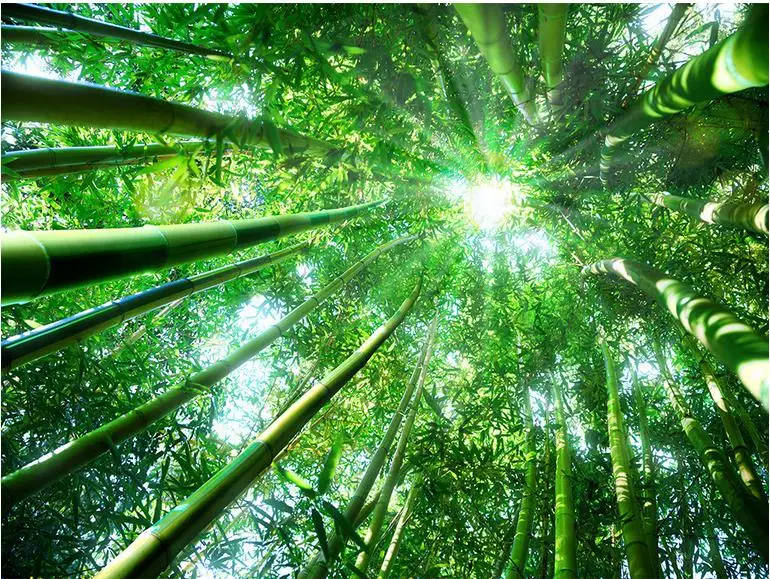 Обои 3d стереоскопические Солнечный свет мечта бамбуковый потолок голубь на