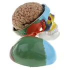 Модель головы человека для взрослых в масштабе 1:1, цветная, с анатомией стебля мозга, медицинский обучающий инструмент