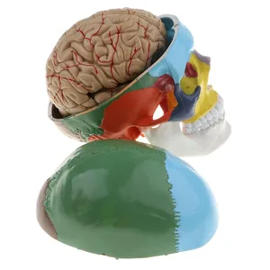 Модель головы человека для взрослых в масштабе 1:1, цветная, с анатомией стебля мозга, медицинский обучающий инструмент