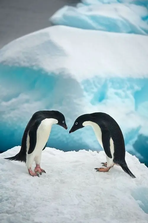 

LIPHISFUN полная дрель алмазная живопись ручной работы вышивка крестиком квадратный/круглый DIY милый пингвин животное