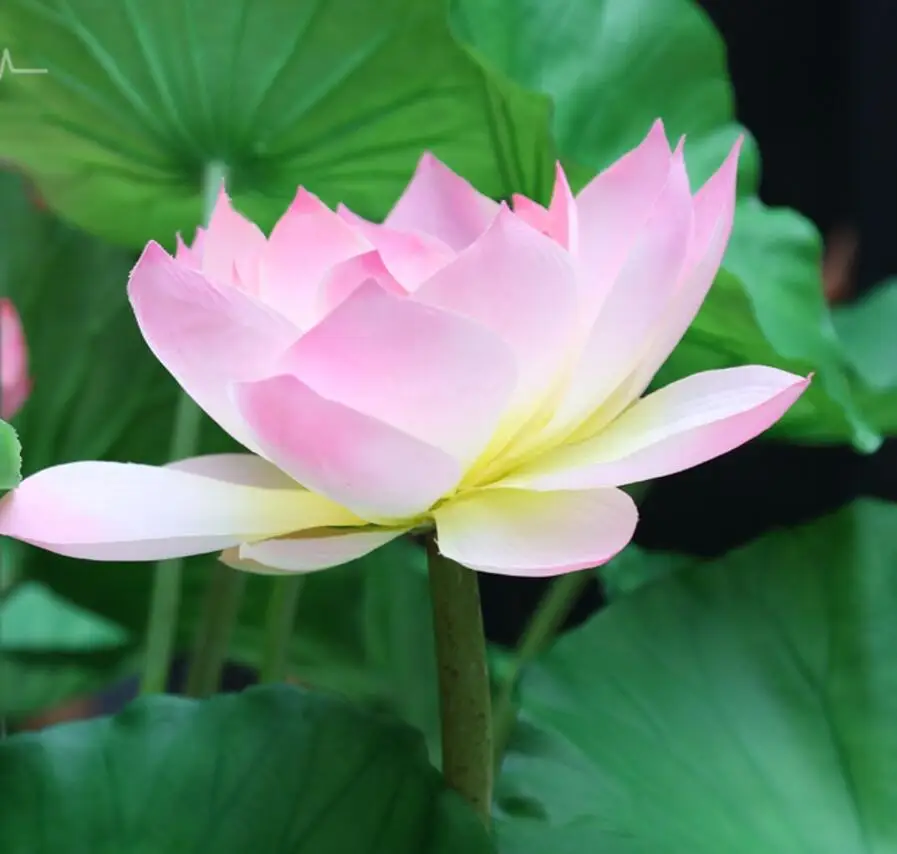 

3pcs Artificial Lotus Flower Water Lily For Party Wedding Bridal Bouquet Home Office Hotel Decoration