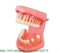 Бесплатная доставка натуральный размер режим (съемный) зубные зубы стоматолог