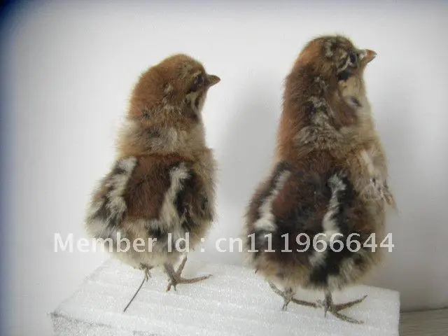 Taxidermy из настоящей курицы цыпленок 1 пара (2 шт.) милая птица|Статуэтки и миниатюры|