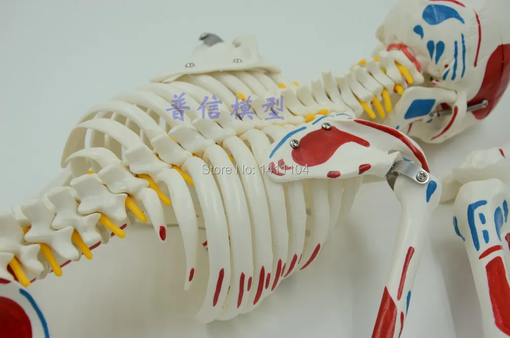 Бесплатная доставка и точка нагрузки мышц 85 см модель каркаса человеческого тела