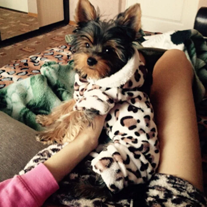 Модная мягкая удобная одежда для собак костюм йоркширских терьеров и чихуа-Хуа