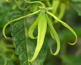 100% чистые растительные Водорастворимые эфирные масла масло ylang ароматерапия