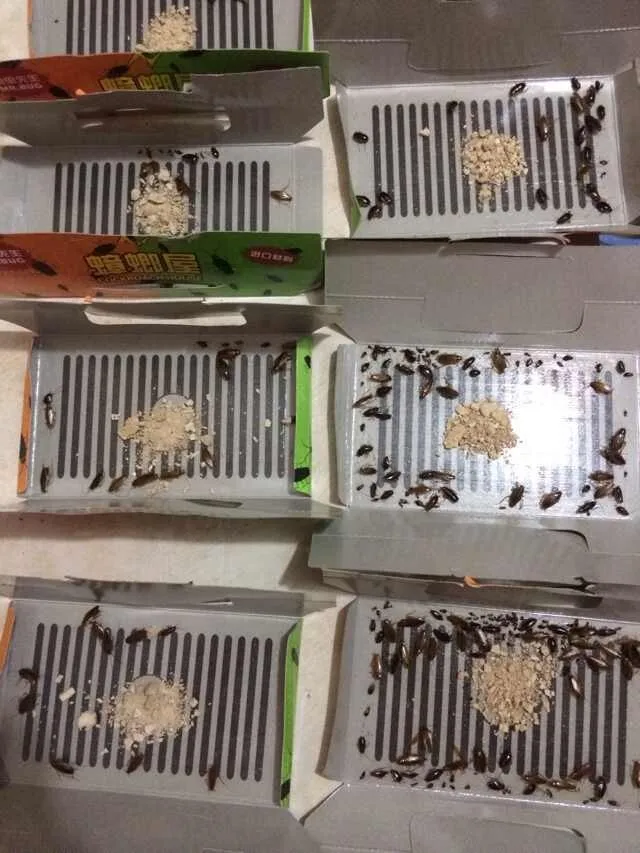 30 шт. Бесплатная доставка! Ловушка для уничтожения тараканов и вредителей