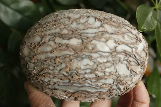 5 07 &quotРедкие натуральные Бонсай Suiseki Bark яйца покрыты уникальной текстурой