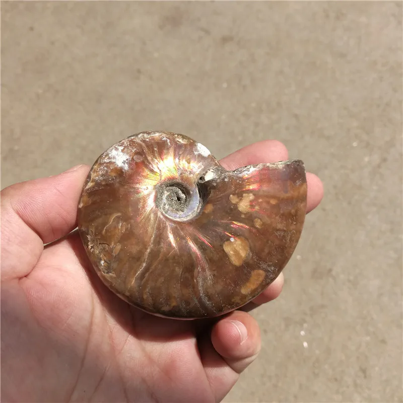 Радуга! 130 г натуральные кончи аммония fossil образцы из Madagascar LA2016|rainbow|specimenrainbow ammonite |