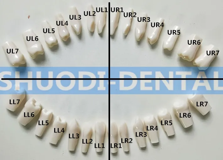 28 pcs tooth Стоматологическая Исследование Учебная модель стоматологического Стандартный модель съемные зубы для взрослых и детей TYPODONT модель Стоматолог Связь модель - Цвет: 28 pcs tooth