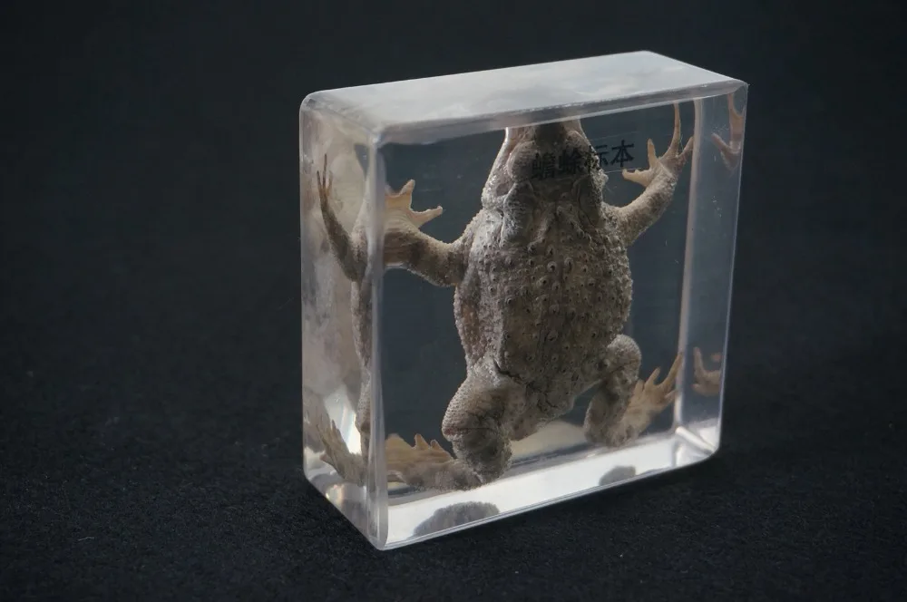 Настоящие образцы жабы в прозрачном блоке обучающий инструмент|specimen| |