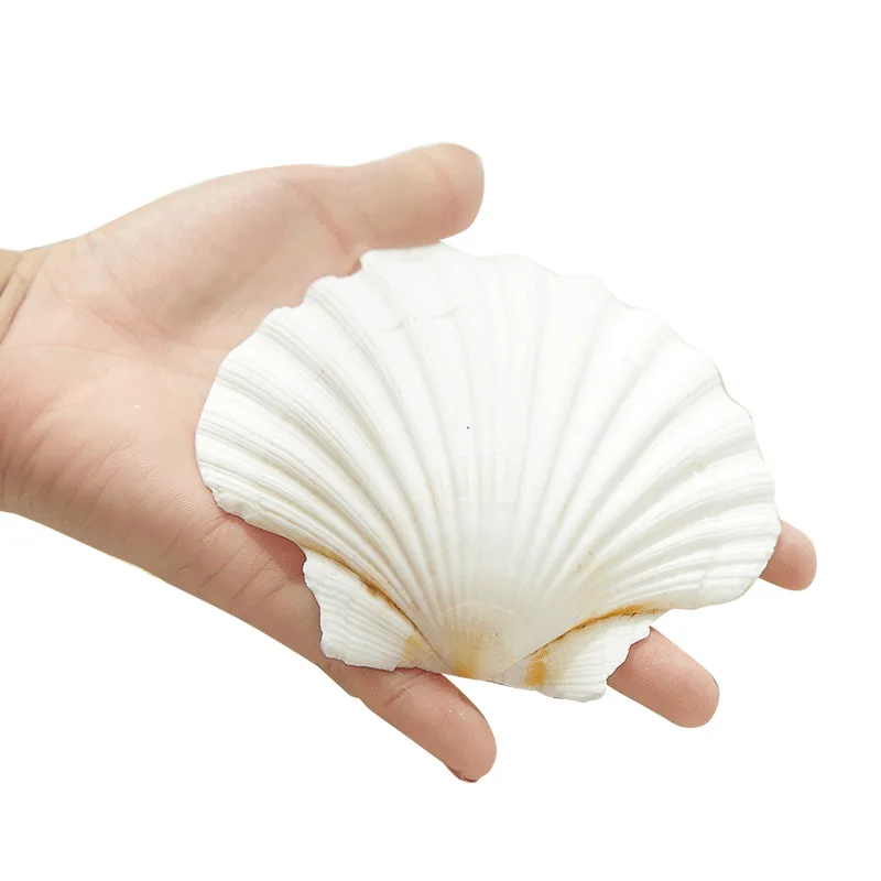 1 шт. натуральная ракушка раковины гребешок дом в средиземноморском стиле