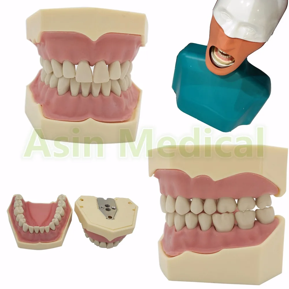 

new Dental Soft Gum Teeth Model Removable 28pc/32pc Teeth NISSIN 200 KAVO head model Compatible dentist teaching learning