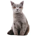 3D подушка в виде кошки, кукла, креативные милые плюшевые игрушки в виде котенка, подарок на день рождения, Рождество, эльф, секс-подушка, динозавр, кавайная плюшевая подушка