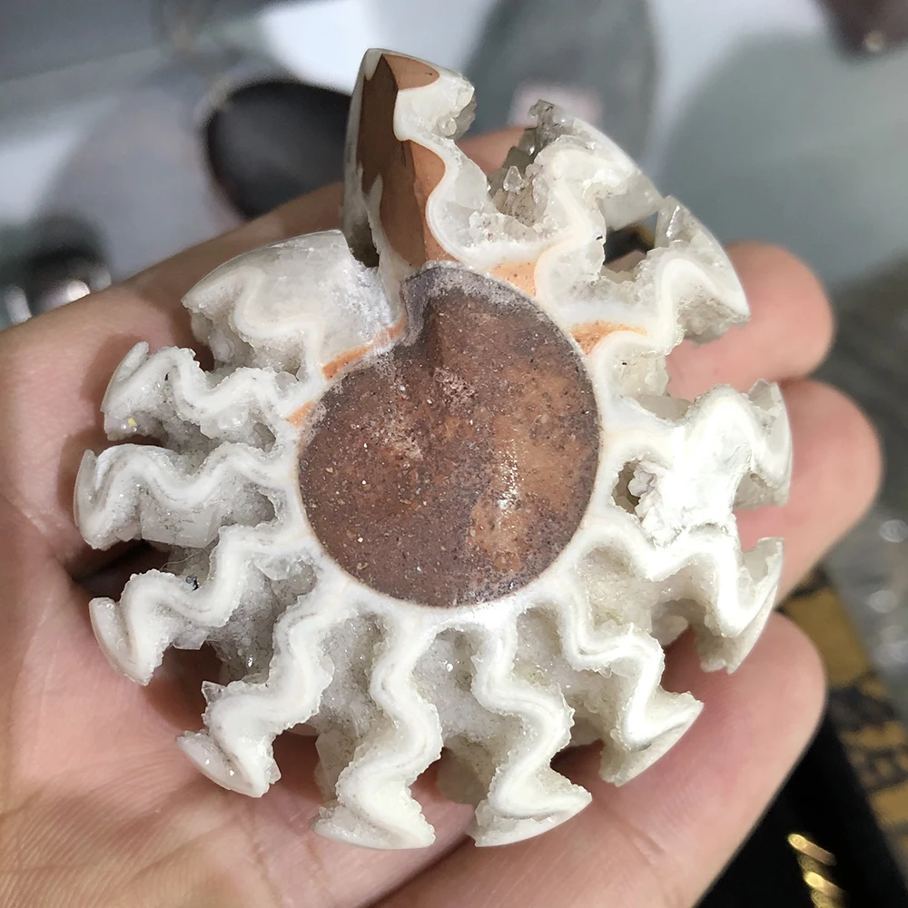Топ! Натуральный аммонит минерал Geode Drusy образец океанской улитки кварцевый