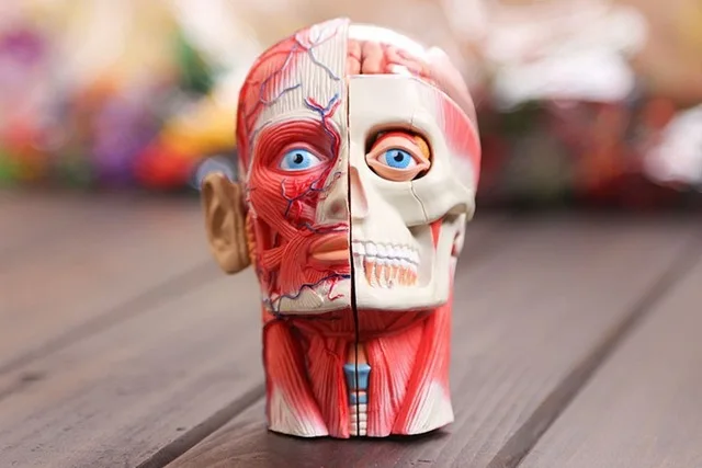 3d модель головы мышечная и нервная сборка системы анатомии человека|human system|anatomy