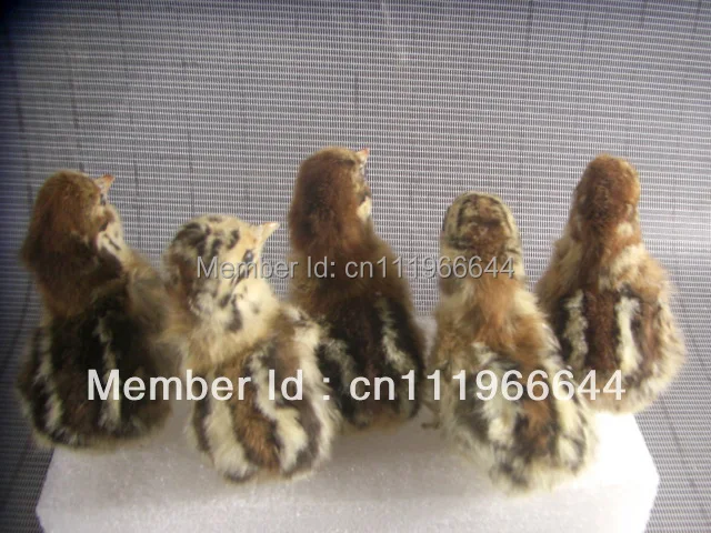 Taxidermy настоящая цыпленка Цыпленок 5 штук милая птица | Дом и сад