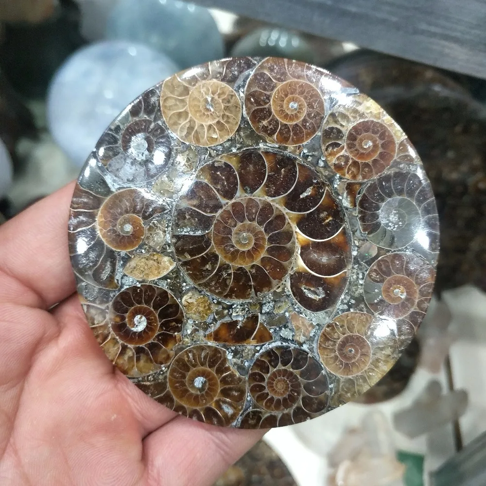 1 шт. аммонит Fossil Slice Plate Natura Shell a compassl Мадагаскар FOSSIL с лечебным действием, образцы модное свадебное украшение