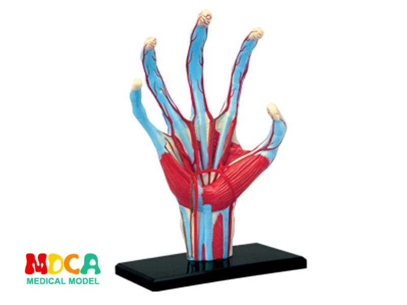 

Hand 4d master puzzle Assembling toy human body organ anatomical model medical teaching model