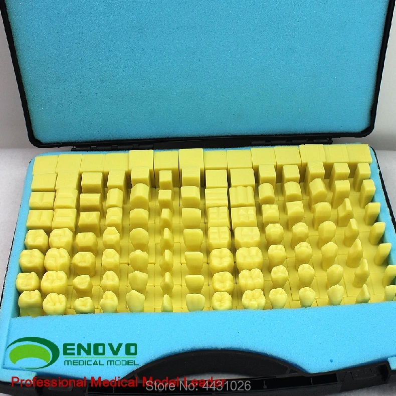 ENOVO Стоматологическая модель стоматологической стоматологии|Медицинская наука|