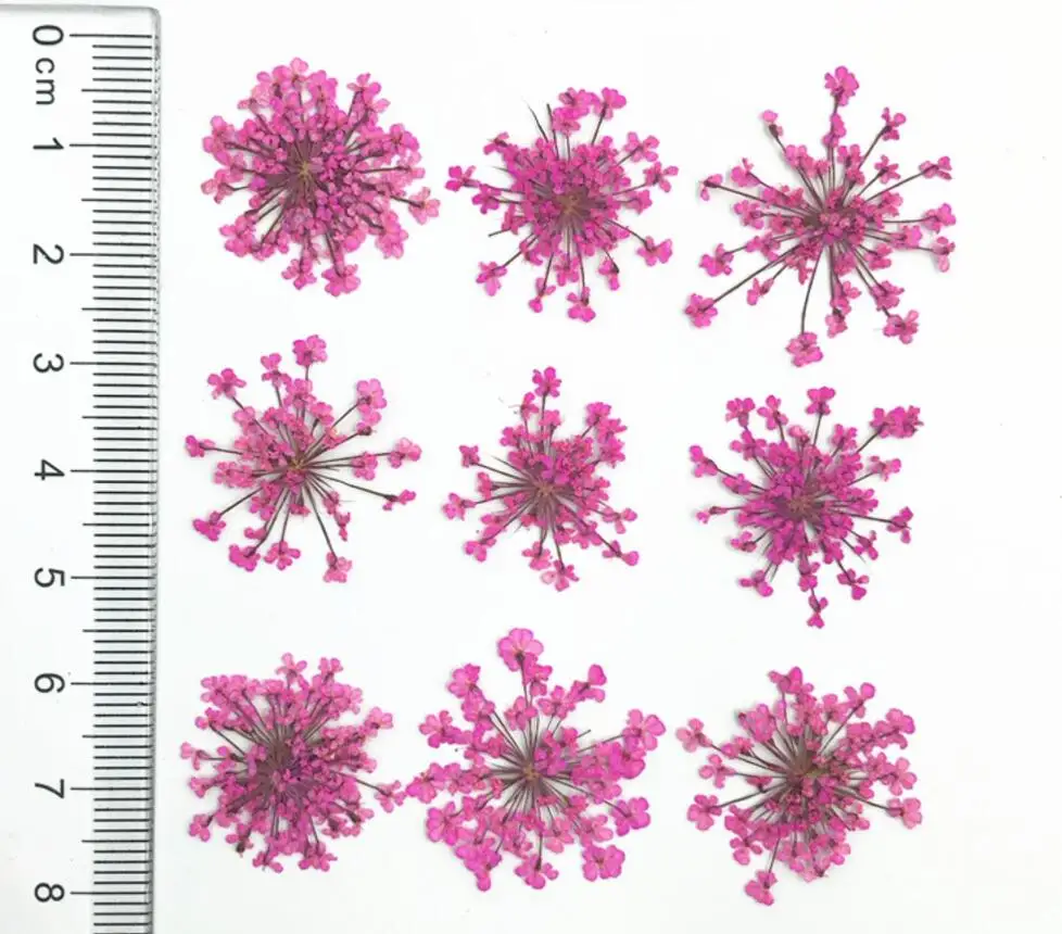 Розово-красный 60 шт прессованный высушенный Orlaya gran Flower сухие растения для дизайна ногтей эпоксидная смола Макияж Лицо Кулон Ожерелье Изготовление ювелирных изделий - Цвет: Розово-красный