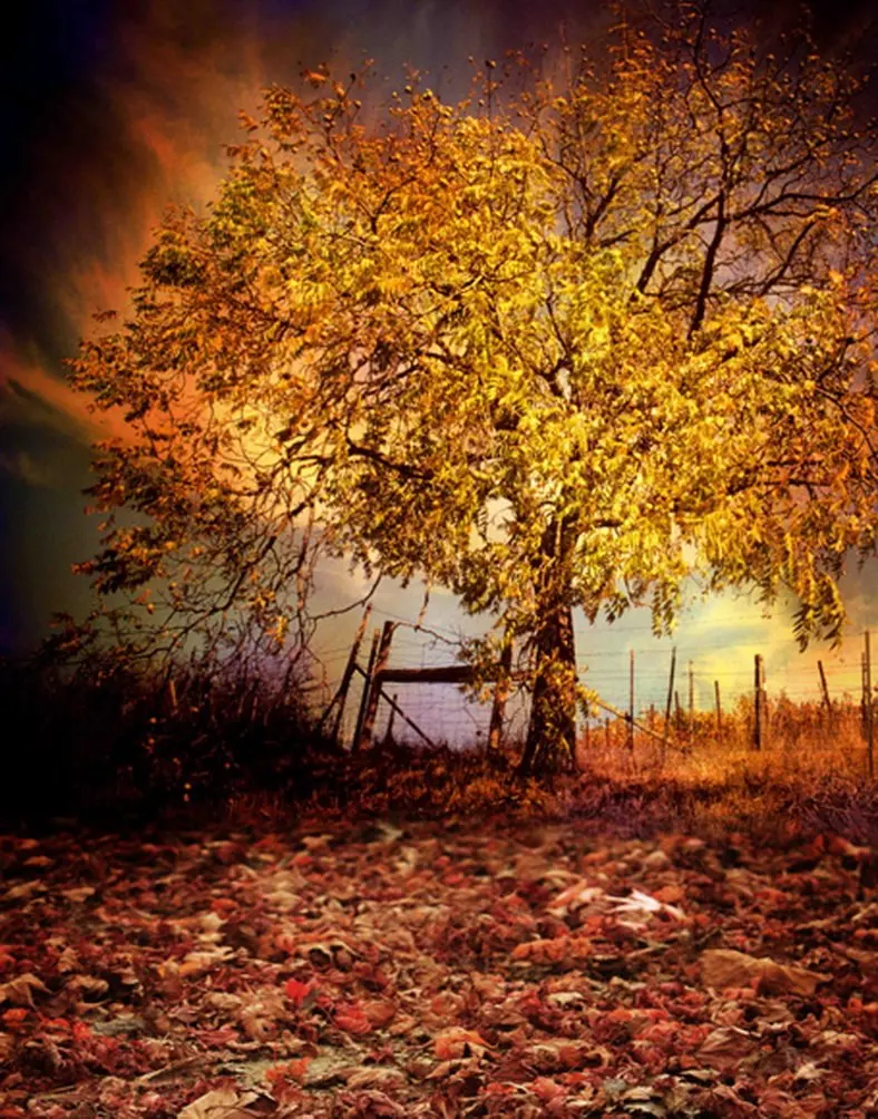 5x7ft осенний желтый фон для фотосъемки с деревом|Фон фотосъёмки| |