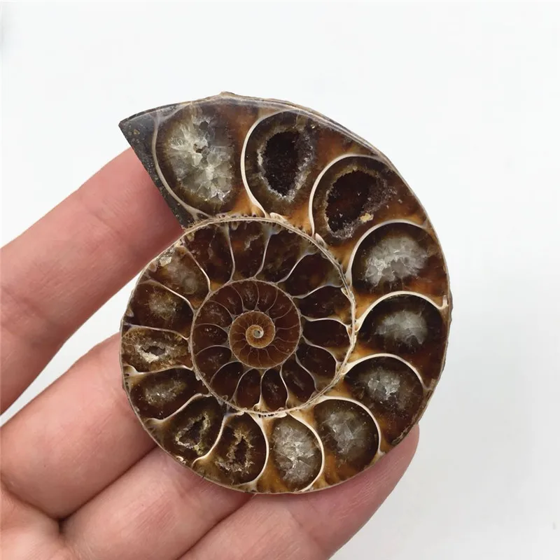 2 шт Половина вырезать аммонит оболочки пара Fossil образец из Мадагаскара модное