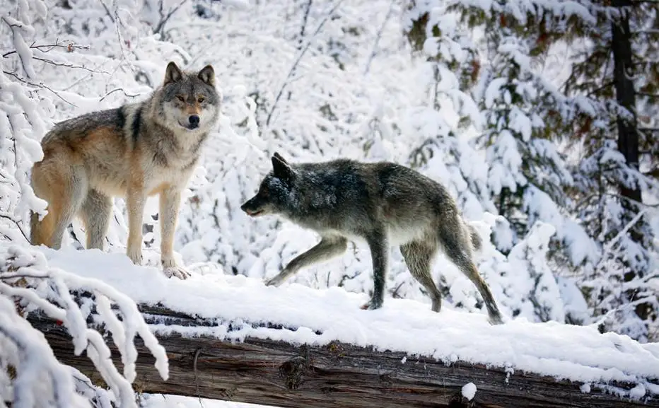 3d обои для комнаты снежные волк современный простой фон стены фото живые