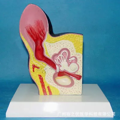 

1:1 Life-Size Dog Ear Anatomical Model Animal Anatomy medical teaching resources