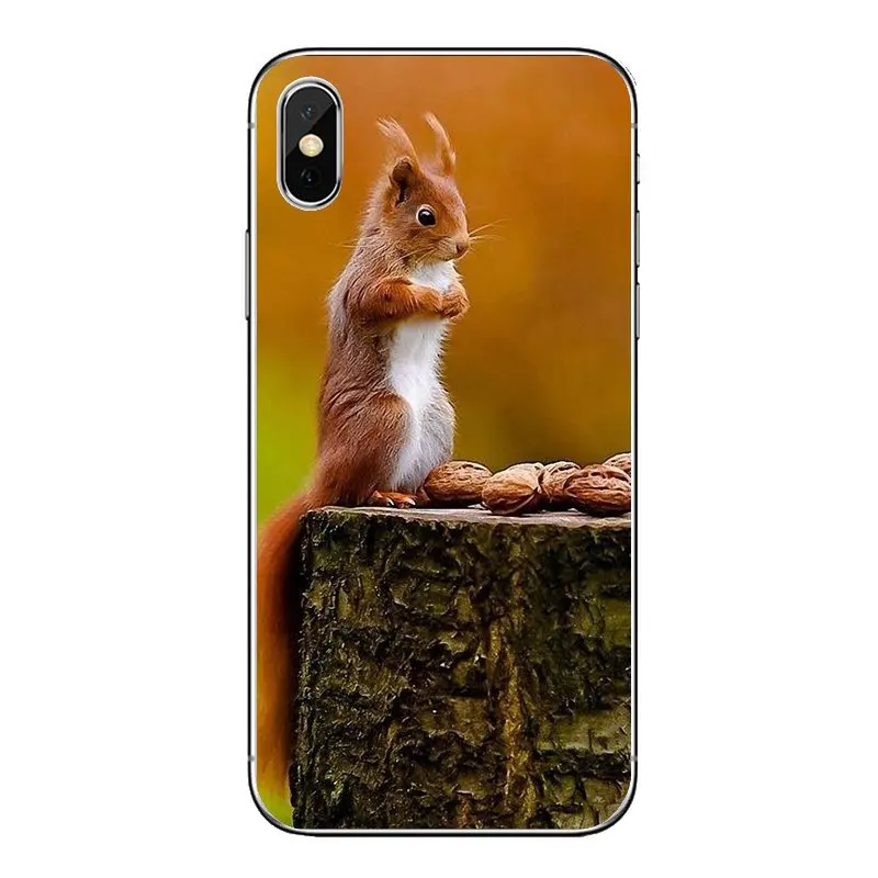 Мягкий прозрачный чехол для iPod Touch iPhone 4 4S 5 5S 5C SE 6 6S 7 8 X XR XS Plus MAX Red Squirrel Sciurus vulgaris |