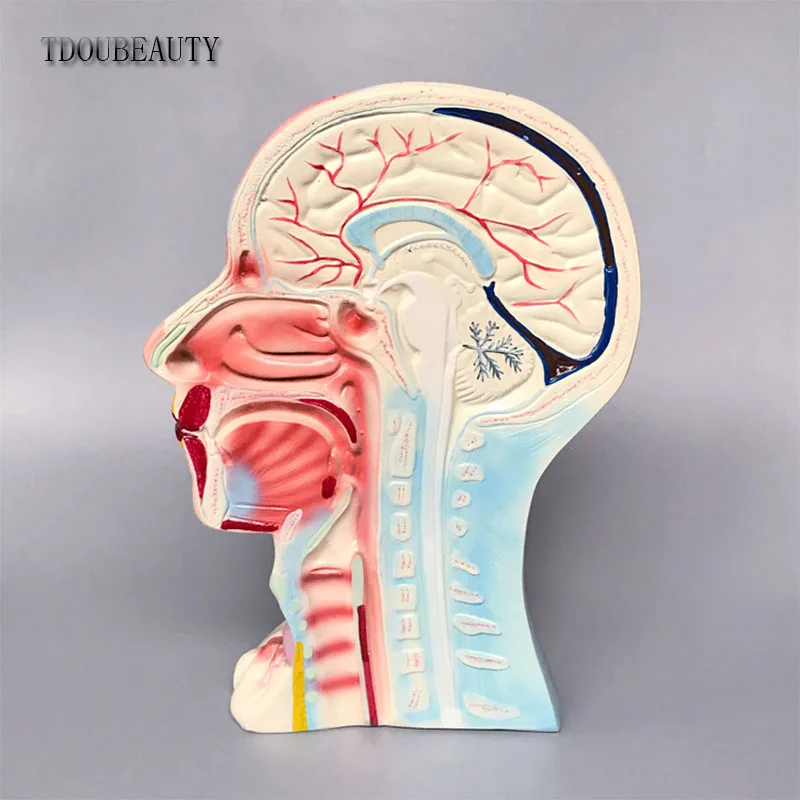 TDOUBEAUTY натуральная модель головы и шеи среднего слоя анатомическая мышечный нерв