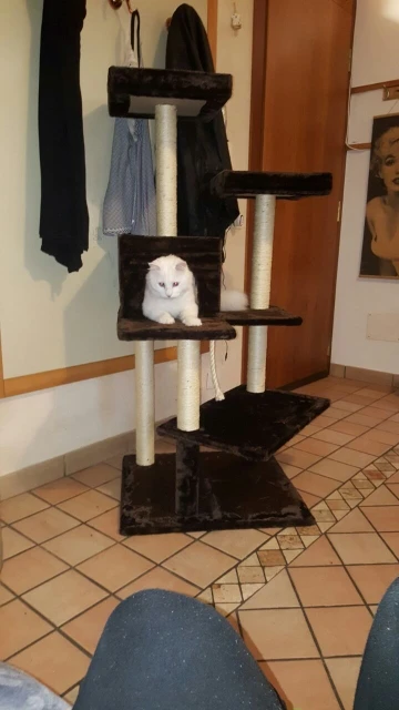 Pawz Road Быстрая H130cm кошка скалолазание игрушки Когтеточка из цельного дерева для кошек скалолазание рама несколько столов плюшевые игрушки для домашних животных